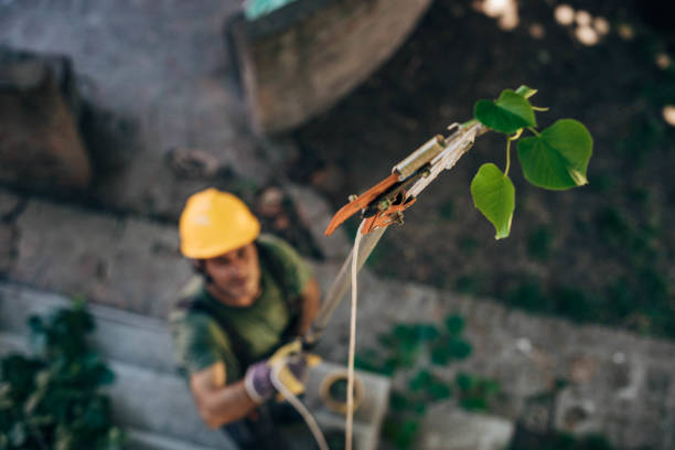 Best Tree Stump Removal  in Jay, OK